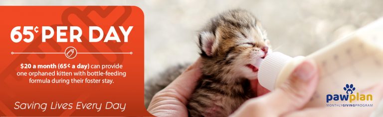 PAWS Plan – Kitten