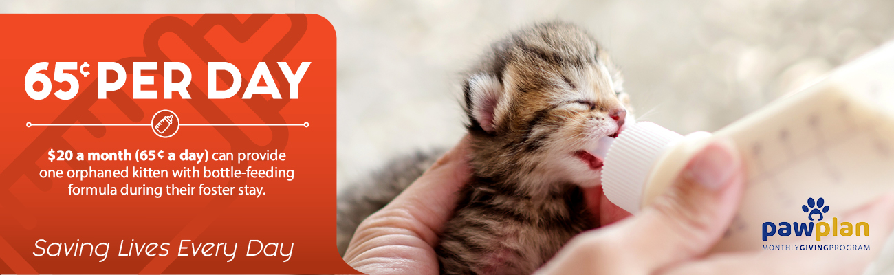 PAWS Plan – Kitten
